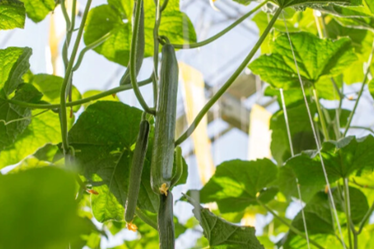 Rijk Zwaan’s new organic varieties help cucumber and pepper growers