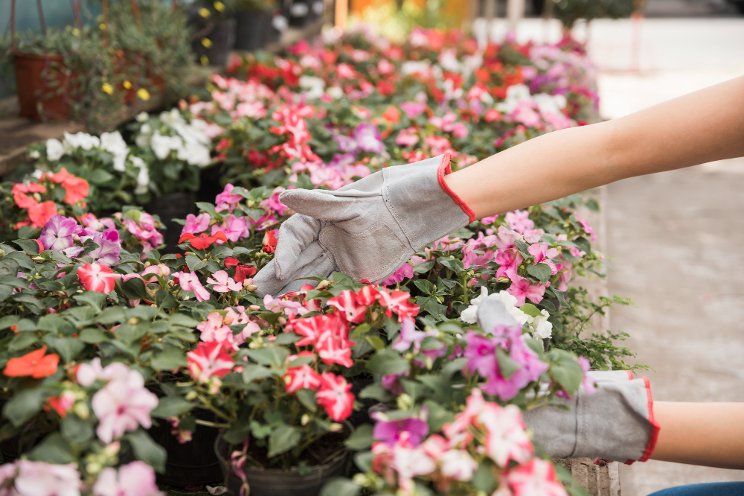 Spring growing season starting slow for Northeast greenhouses