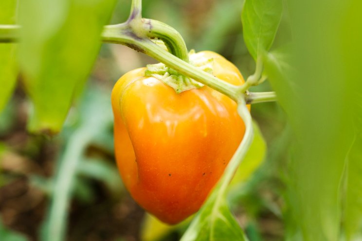 Blocky pepper growers benefit Syngenta's global expertise