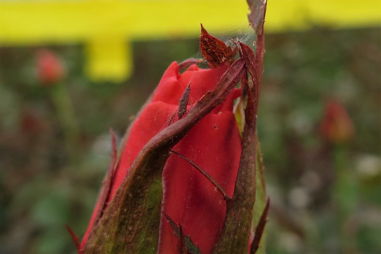 Choosing the right predatory mite in ornamental crops