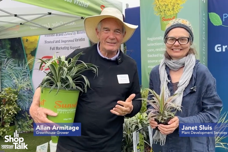 A smooth Yucca from plant development services