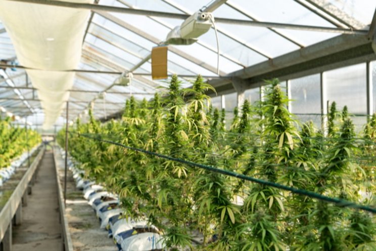 How American cannabis cultivators can expand into Germany