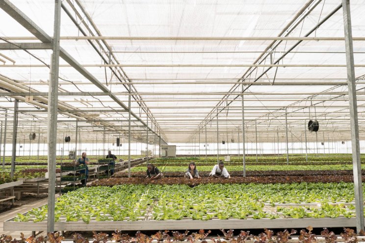 Ardshinbank finances the construction of an innovative greenhouse