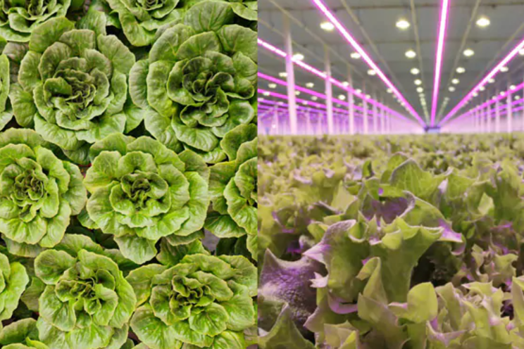The secrets to successful hydroponic leafy greens cultivation