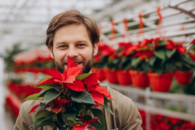 Hurricanes leave Florida with limited poinsettia stock for the holidays