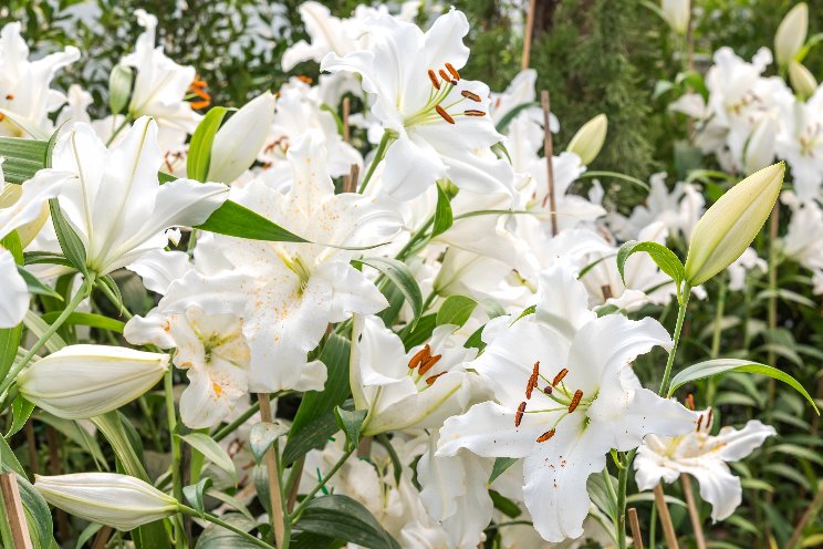 Lily growers will have to apply for pesticide licences
