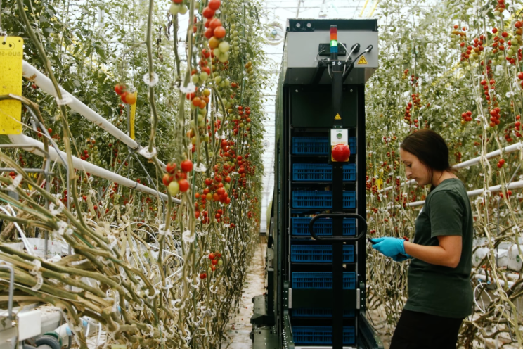 Four Growers to revolutionize greenhouses with AI and robotics