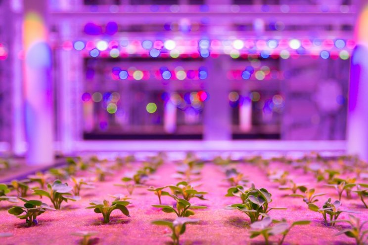 Delta's LED revolution in greenhouse agriculture