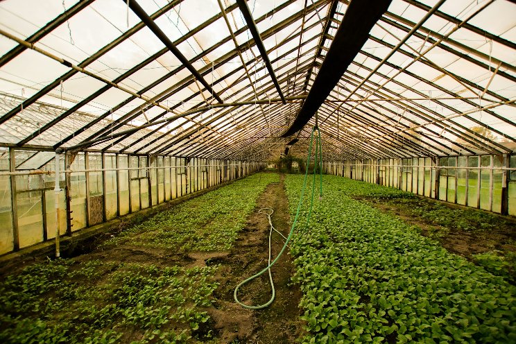 How to stop the spread of algae and moss inside greenhouses