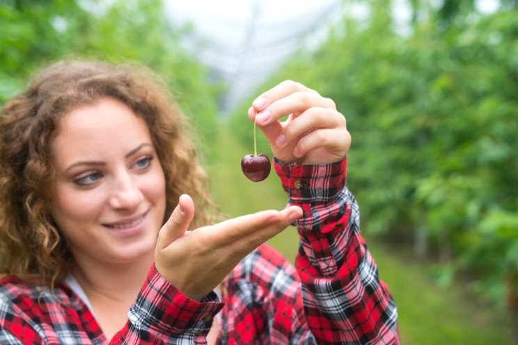 Revolutionizing cherry farming in Russian greenhouse