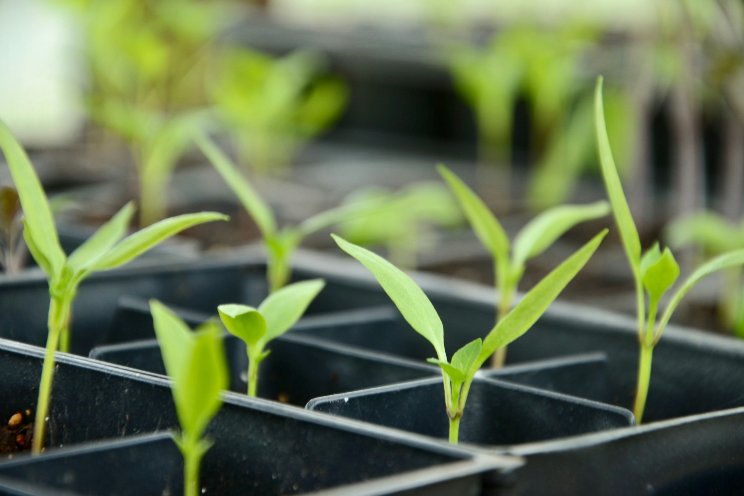 The 'Baby Teeth' of plant development: Cotyledon leaves