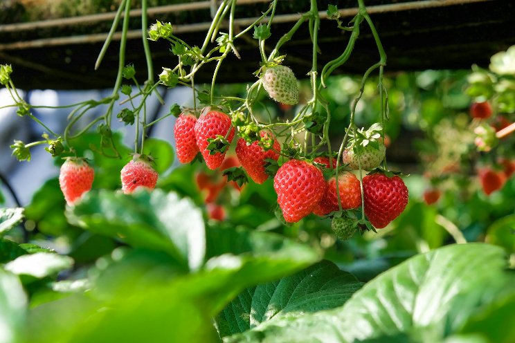 The first vertical strawberry farm outside North America