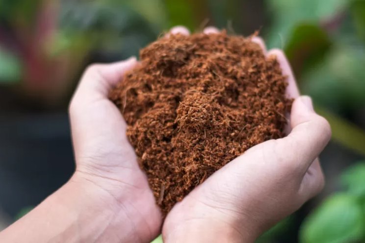 Peat-free substrates at IPM Essen