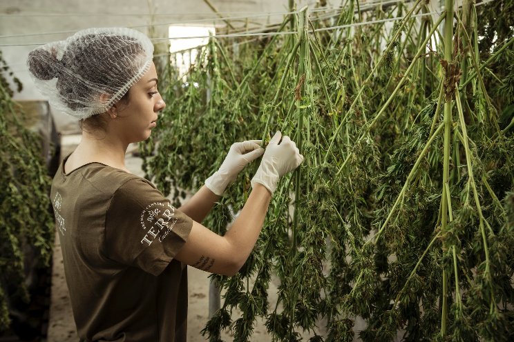 7 considerations for optimizing cannabis cultivation
