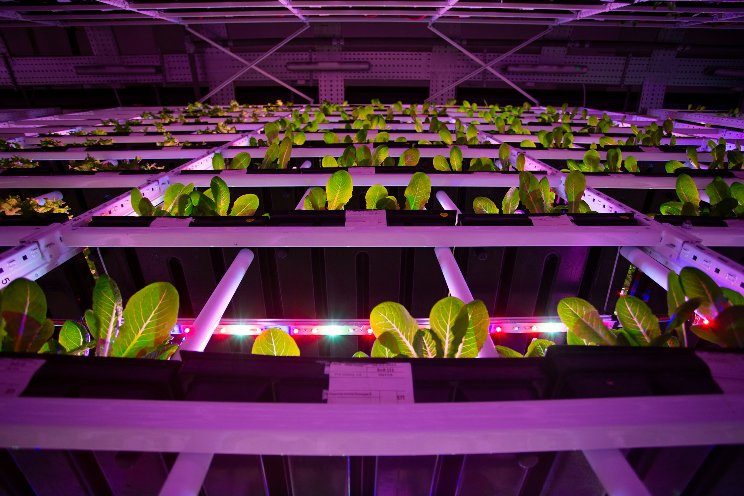 Can vertical farming ever become mainstream?