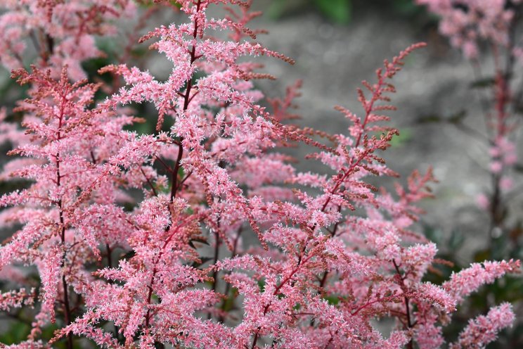 Rainy weather in July hammers UK sales of plants