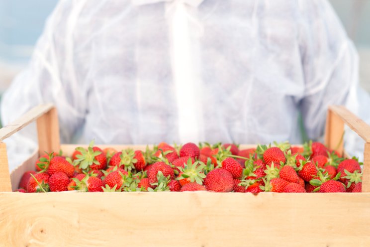 National Strawberry Day: Fun facts and delicious ways to enjoy