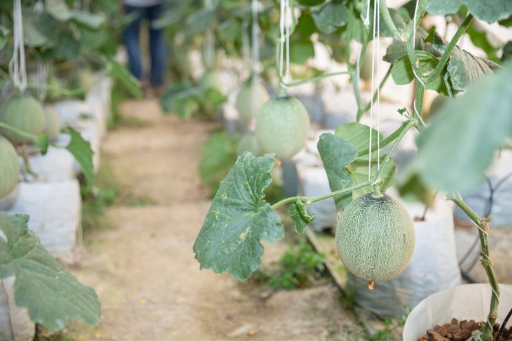 Tropical fruit production backed by smart agriculture