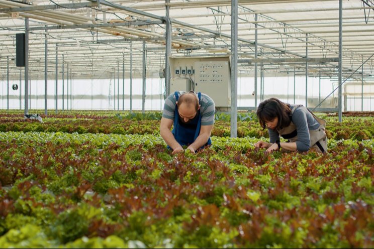 Hydroponic vegetable production at UF starts Nov 13