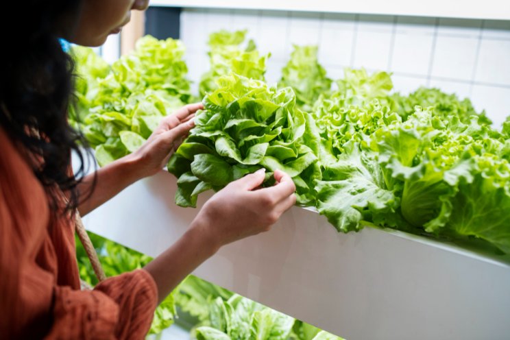 Turning over a new leaf: Juneau Greens grows fresh food