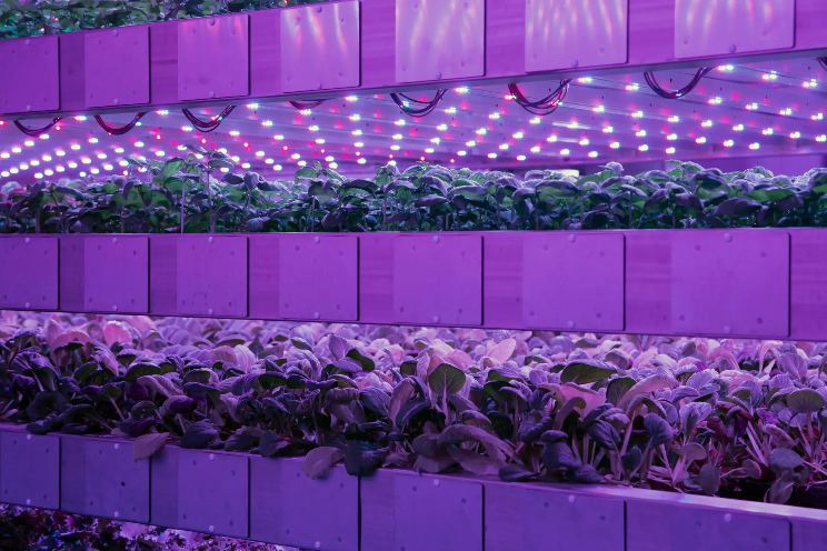 How can AI impact vertical farming? - Hortimedia