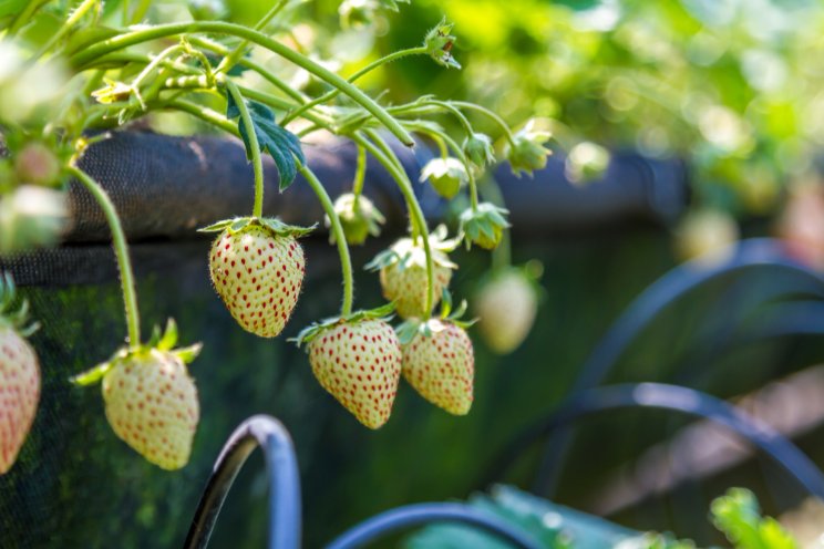 A.M.A. Horticulture launches strawberry growing system