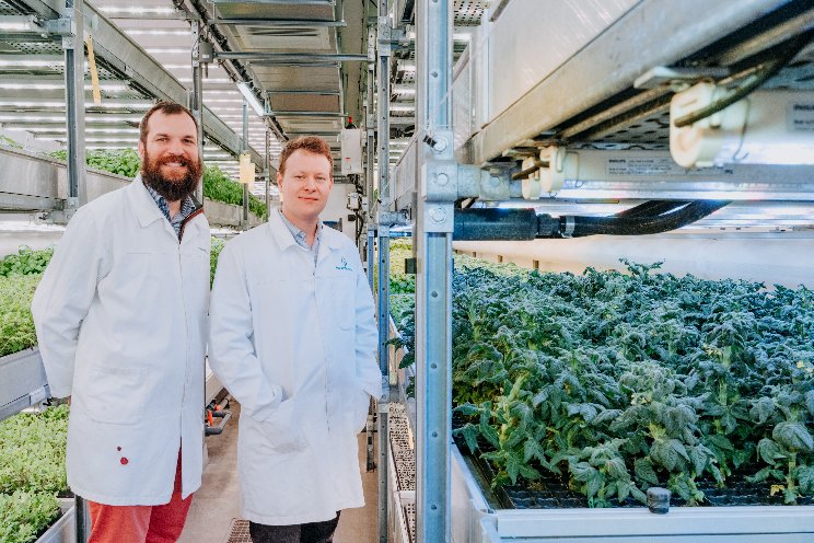 Tiny tomato plants may be a UK precision breeding breakthrough