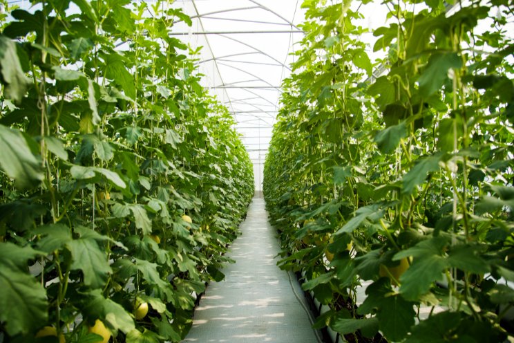 Maximise greenhouse profits with high-value agritech crops