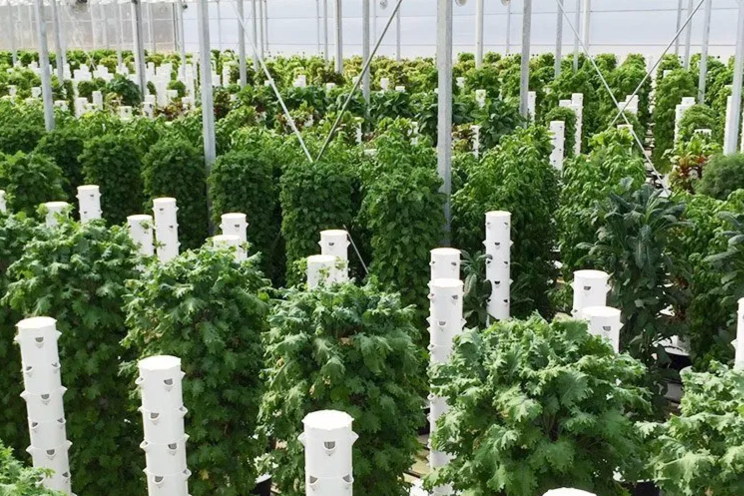 Vertical farming is failing... not for Tower Farms