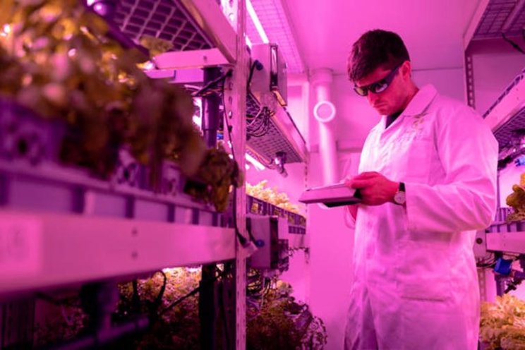 Vertical farming set to reach dizzy heights