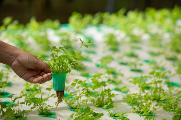 Dive into leafy hydroponics at GreenTech Americas 2025