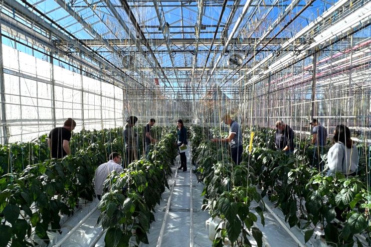 Signify and UBC to boost pepper production with LED lighting