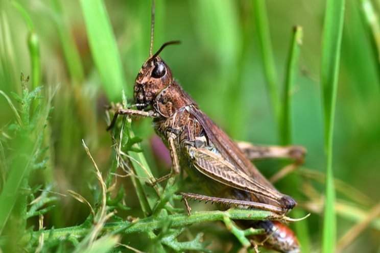 Let them eat crickets: insect chocolate