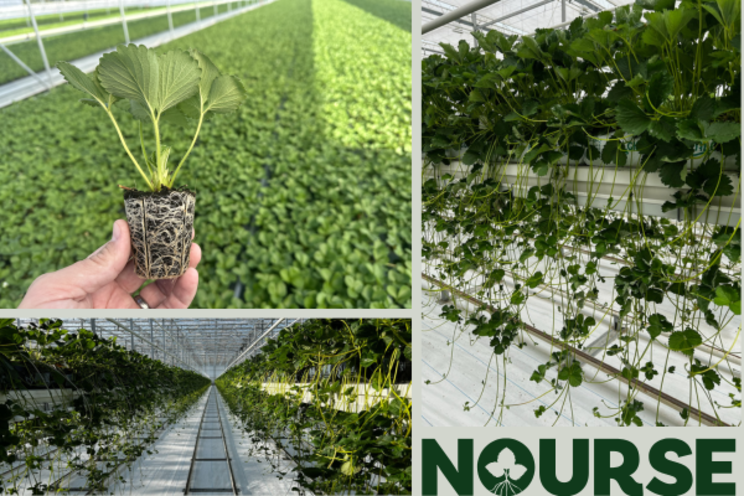 Nourse Farms: Innovating with smart practices to minimize Risks