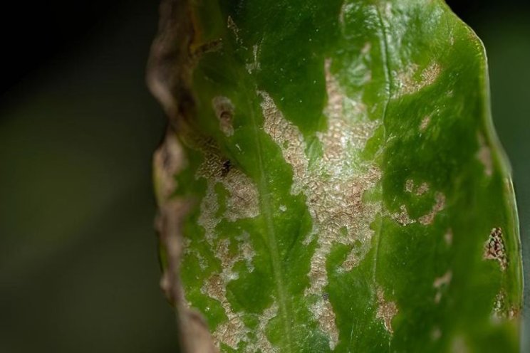 Florida growers monitoring spread of invasive thrips species