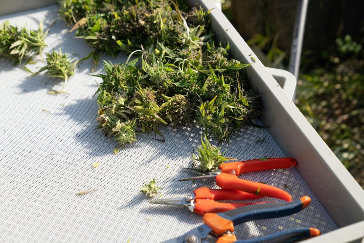 How the largest cannabis greenhouse in Arizona helped revamp Snowflake