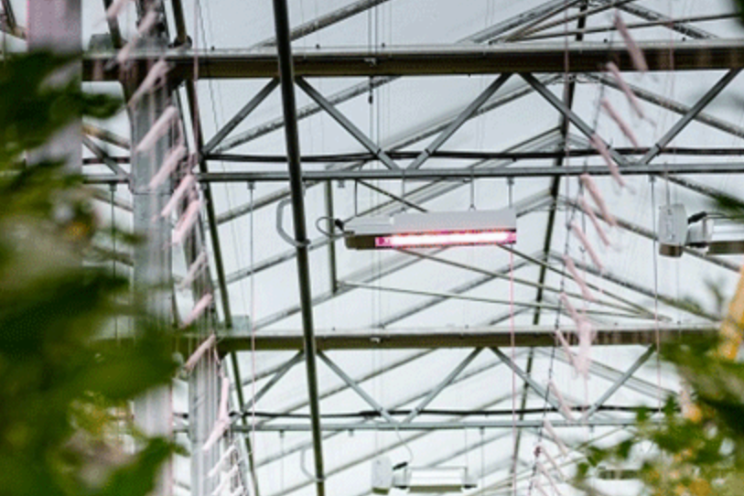 Philips LED drives year-round high yields at Sunterra Greenhouse