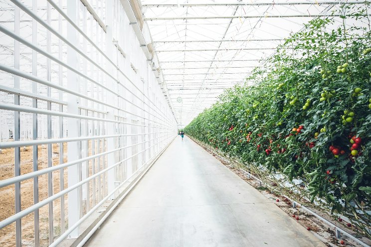 Ontario Plants rebrands as new tech Glencoe greenhouse opens