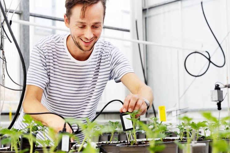 Teams tackle autonomous dwarf tomato cultivation