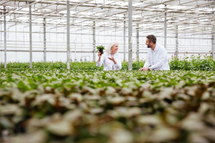 How to (practically) implement AI in your greenhouse business