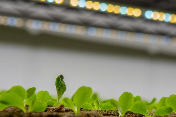 Ams Osram adds a family of horticultural LEDs