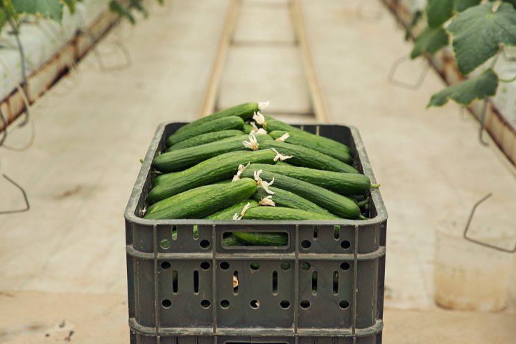 Why 'Charodey' cucumbers are the unmatched favorite for 2025