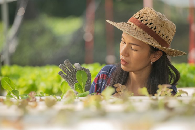 AVF launches ginseng sprout trials in the AVF lab