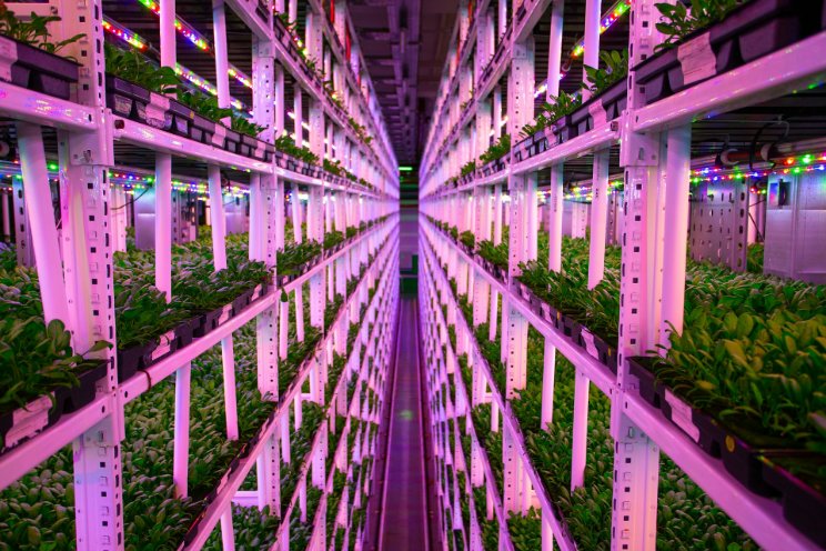 New breed of 'robot bees' to pollinate future vertical farms