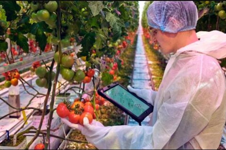 AI accelerates tomato research faster, provides more data to growers