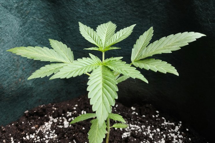 Solutions to common cannabis cultivation challenges