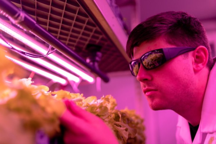 Five reasons why vertical farming is still the future