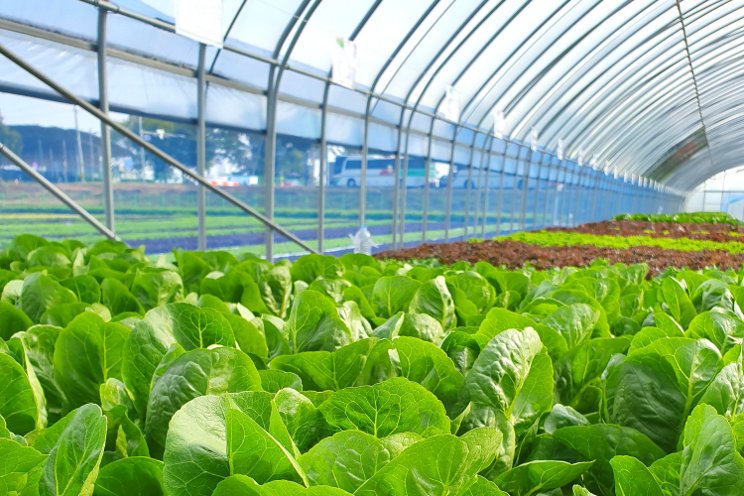 BrightFarms opens second Illinois greenhouse