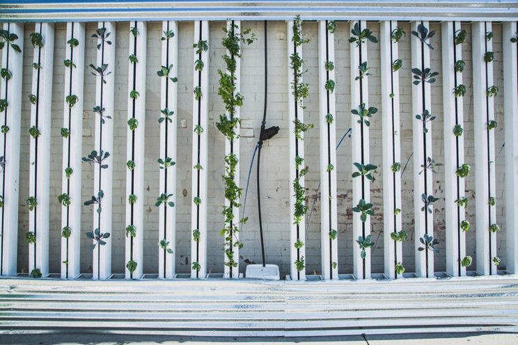 The need to improve energy-thirsty indoor vertical gardens