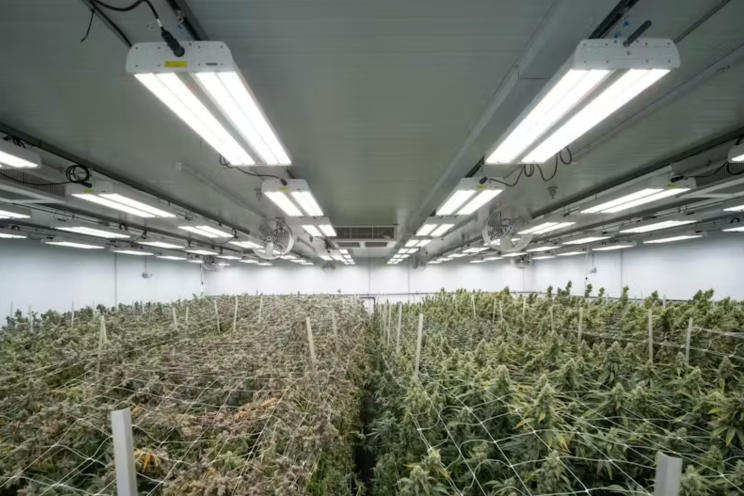 Los Angeles cannabis farm will go all in on LEDs